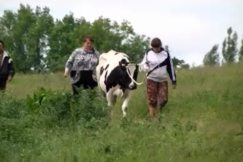 Семья из Липецкой области получила в подарок корову